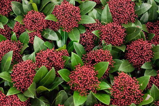 New-Covent-Garden-Flower-Market-January-2015-Market-Report-Flowerona_-23.jpg?mtime=20170908151457#asset:9794