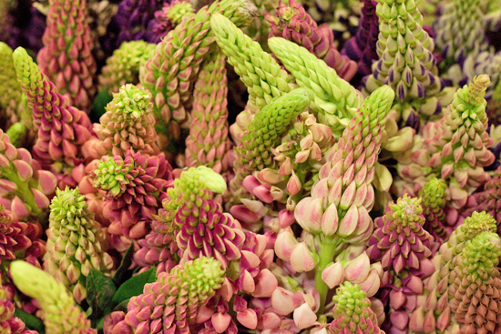 New-Covent-Garden-Flower-Market-June-Market-Report-Flowerona-3.jpg?mtime=20170913123951#asset:10199