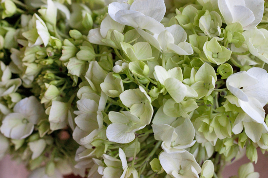 New-Covent-Garden-Flower-Market-June-Market-Report-Flowerona-34.jpg?mtime=20170913123944#asset:10230
