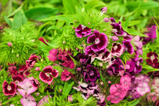 New-Covent-Garden-Flower-Market-June-Market-Report-Flowerona-5.jpg?mtime=20170913123953#asset:10201