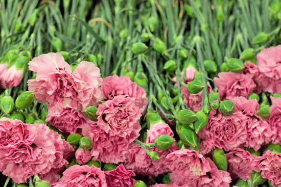 New-Covent-Garden-Flower-Market-June-Market-Report-Flowerona-7.jpg?mtime=20170913123954#asset:10203