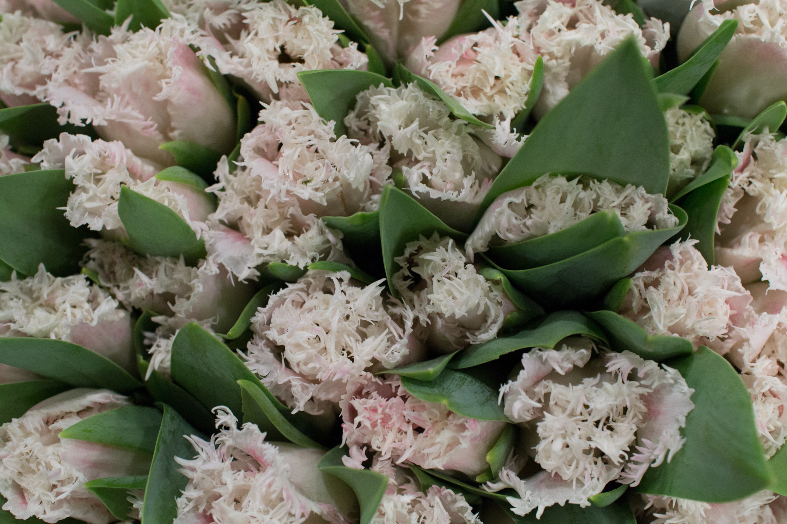 New Covent Garden Flower Market March 2016 Market Report Flowerona Hr 1