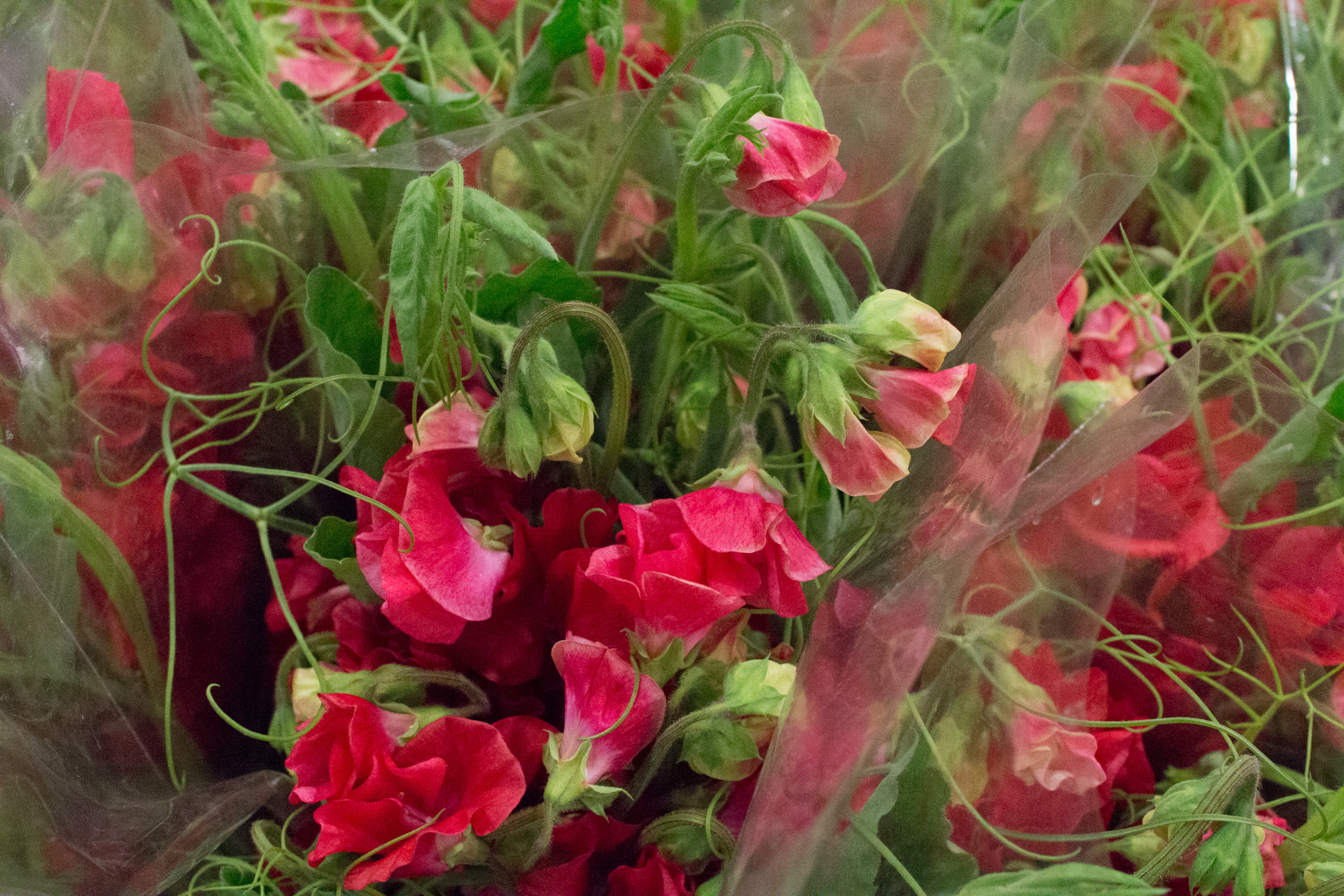 New Covent Garden Flower Market March 2016 Market Report Flowerona Hr 10