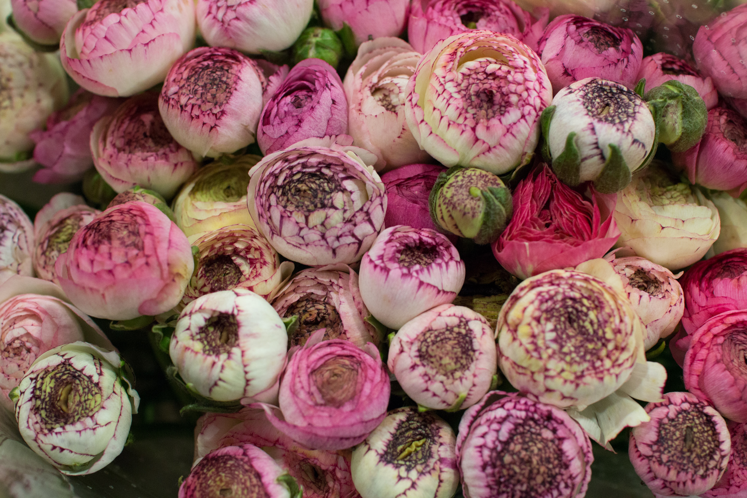 New Covent Garden Flower Market March 2016 Market Report Flowerona Hr 12
