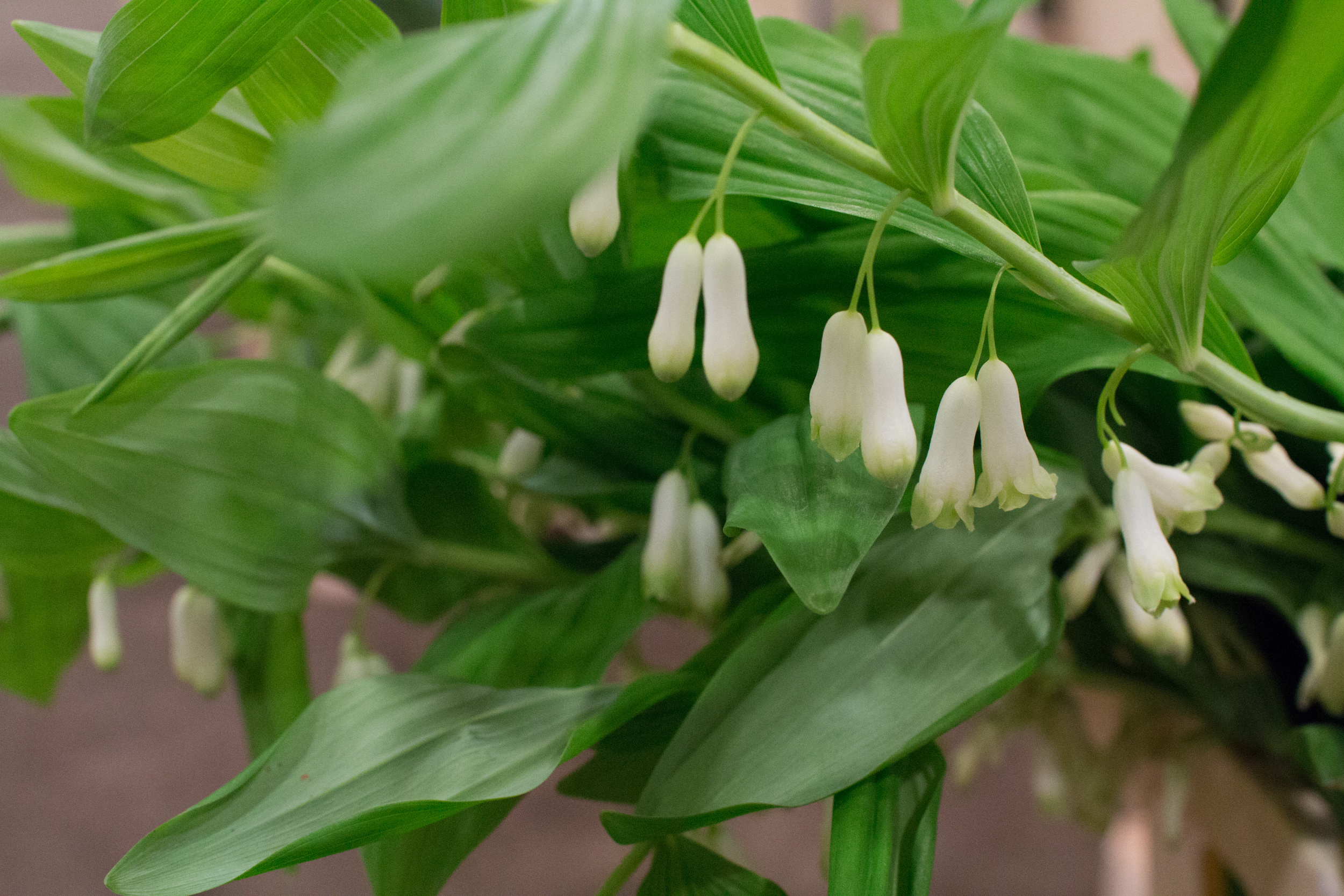 New Covent Garden Flower Market March 2016 Market Report Flowerona Hr 13