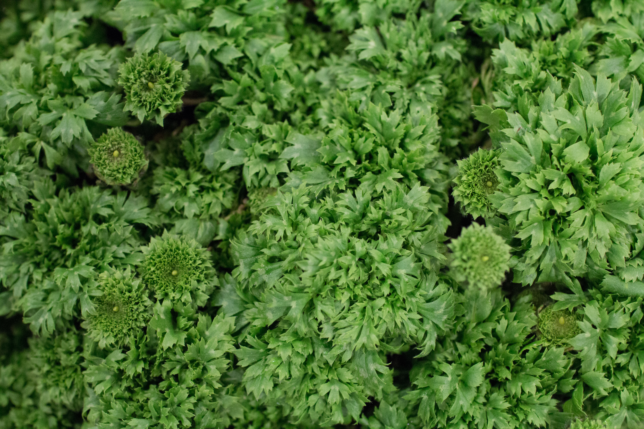 New Covent Garden Flower Market March 2016 Market Report Flowerona Hr 14