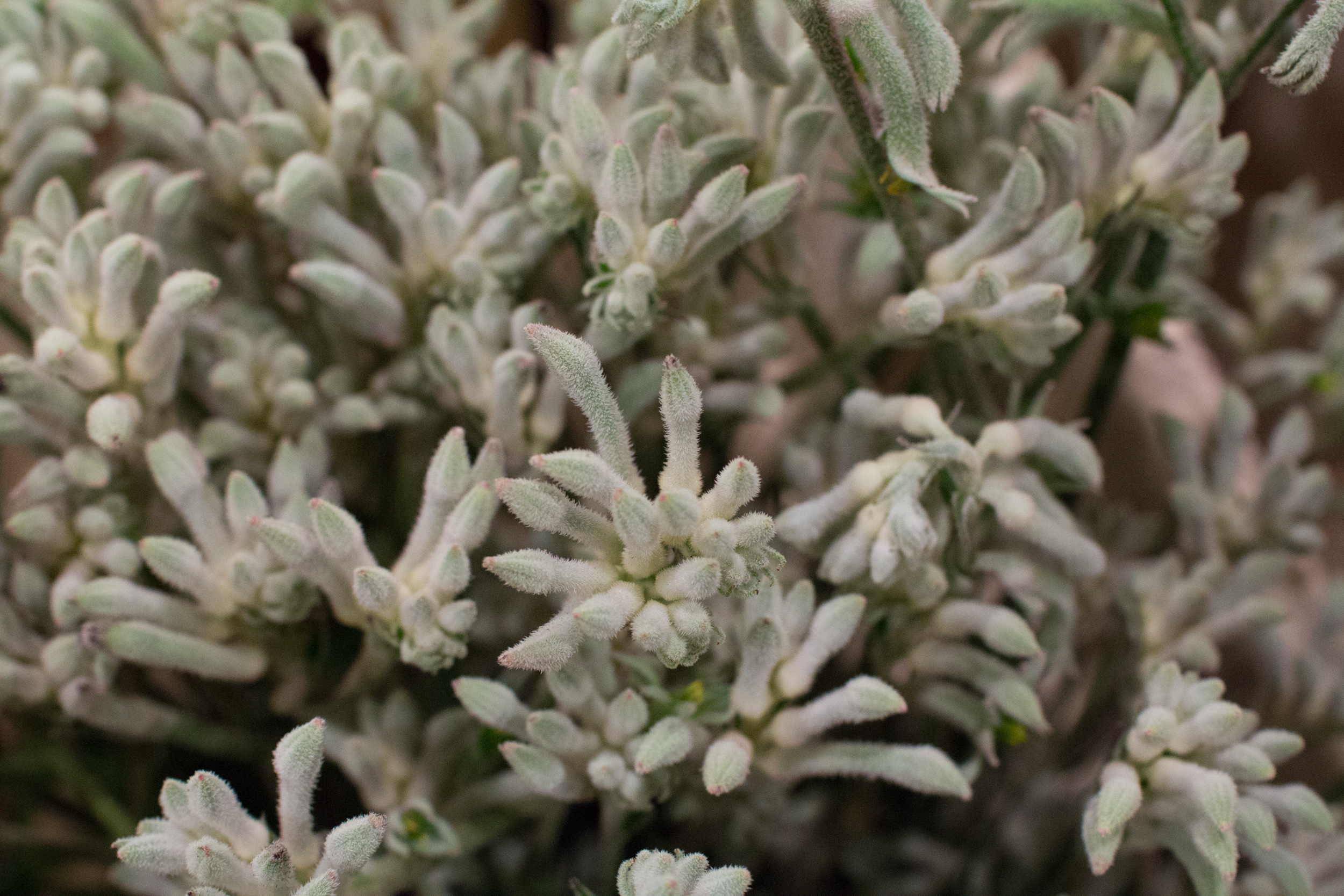 New Covent Garden Flower Market March 2016 Market Report Flowerona Hr 15