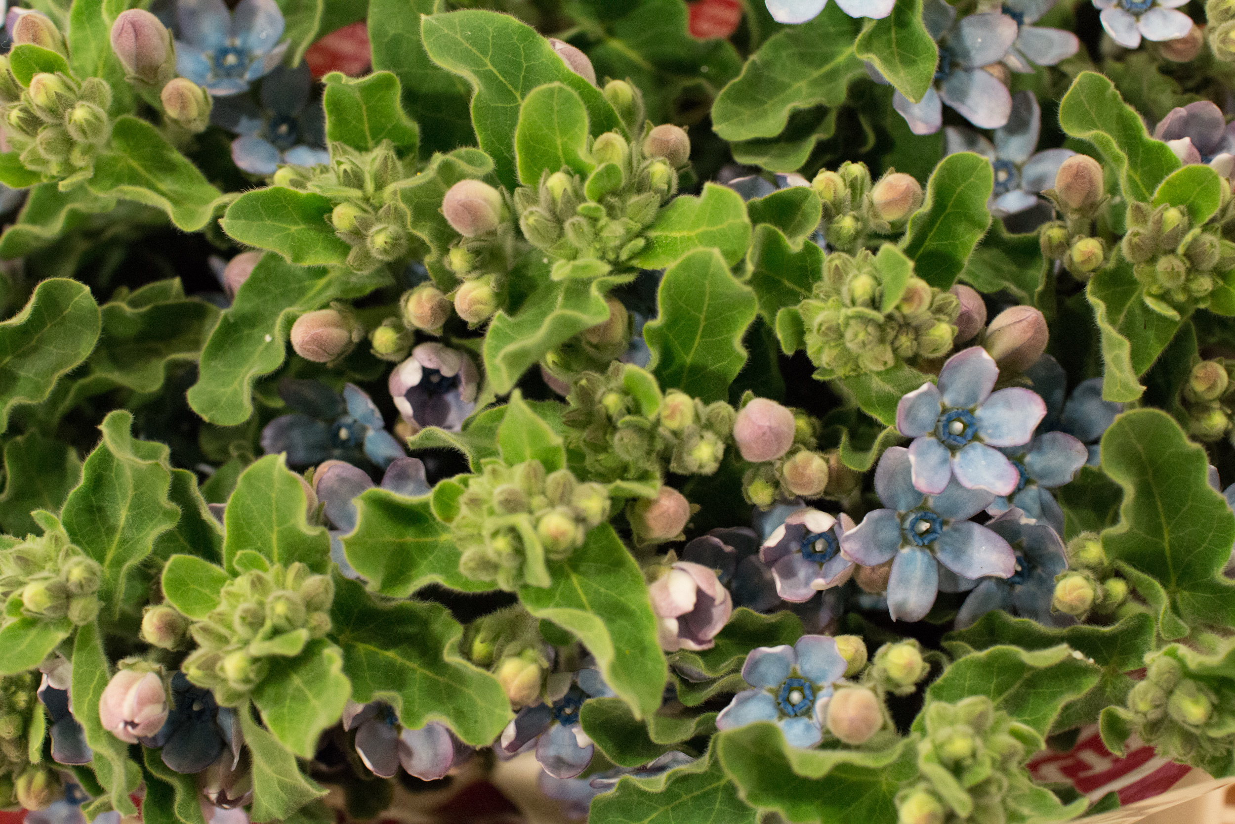 New Covent Garden Flower Market March 2016 Market Report Flowerona Hr 16