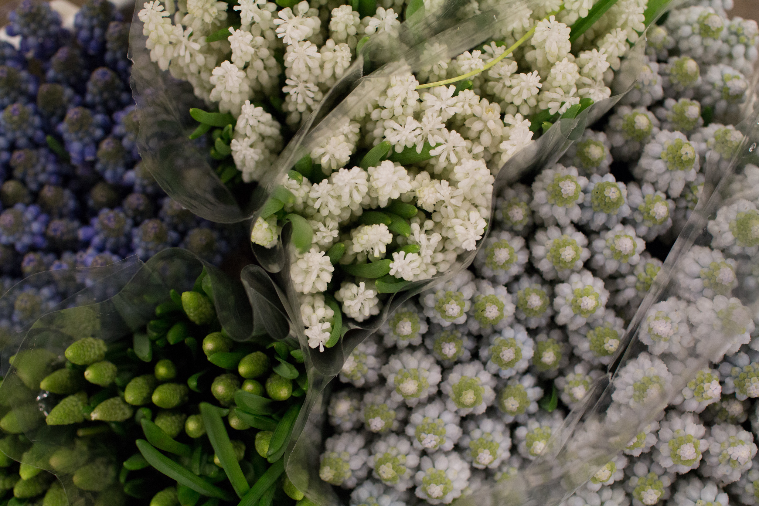 New Covent Garden Flower Market March 2016 Market Report Flowerona Hr 17