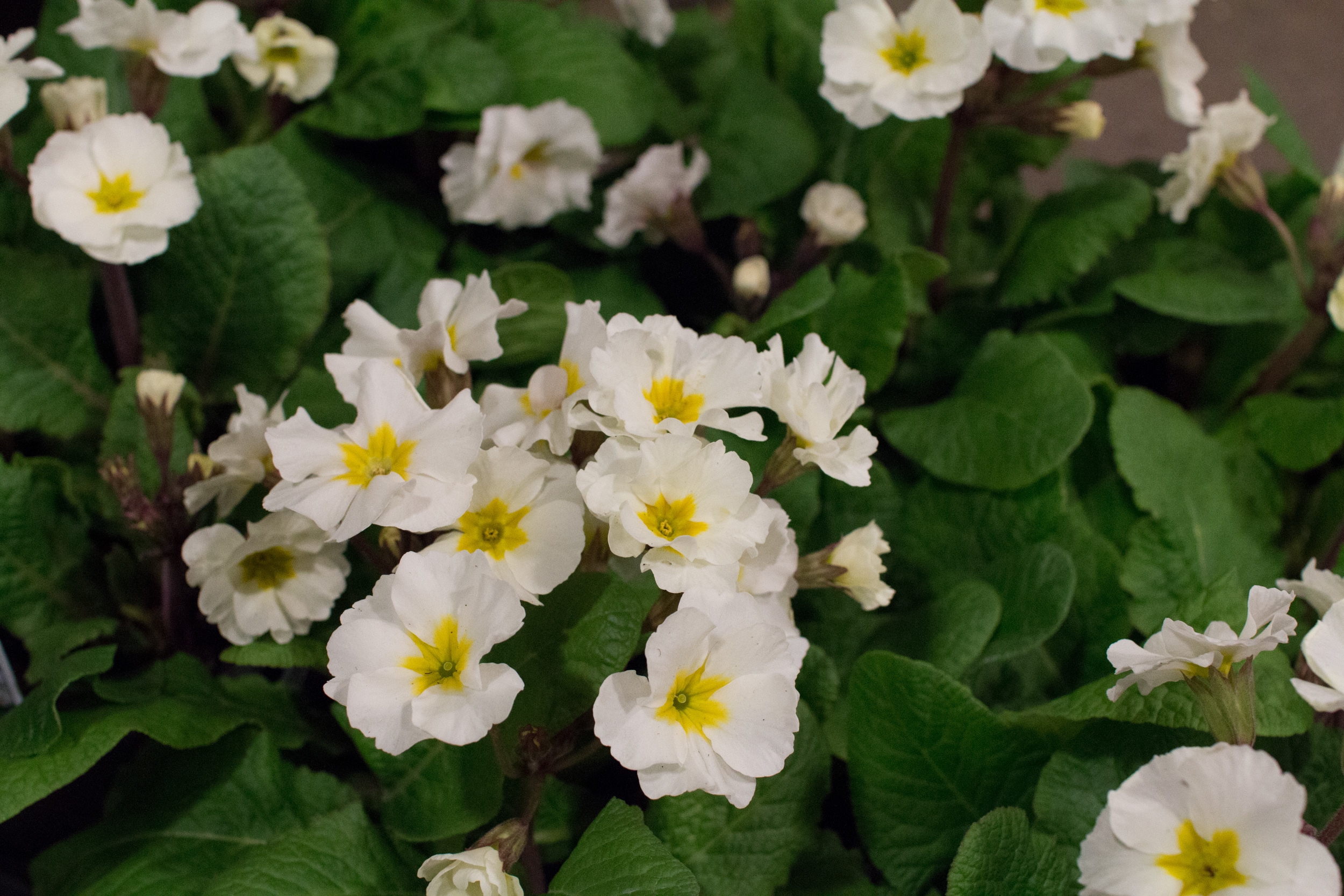 New Covent Garden Flower Market March 2016 Market Report Flowerona Hr 19