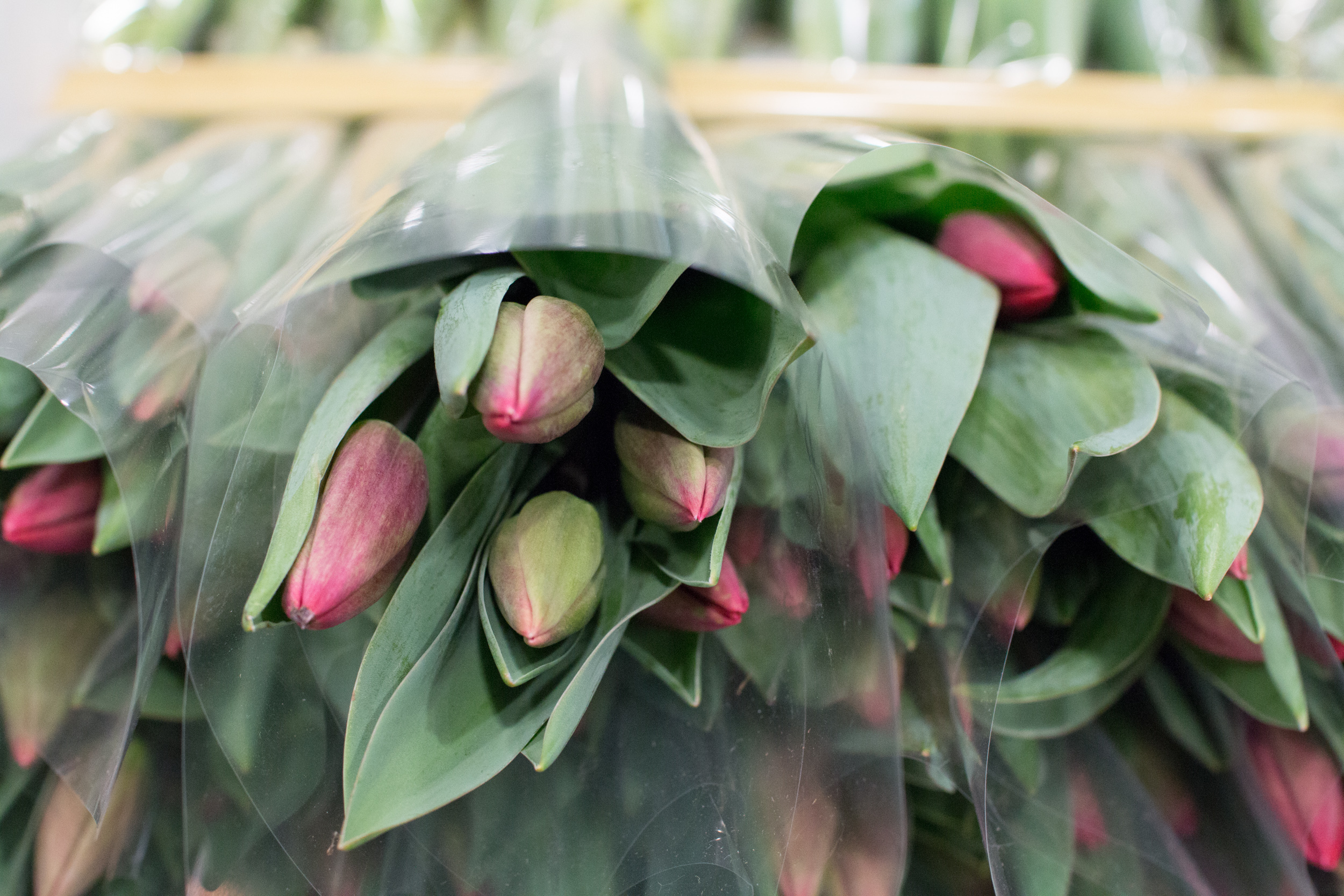 New Covent Garden Flower Market March 2016 Market Report Flowerona Hr 2
