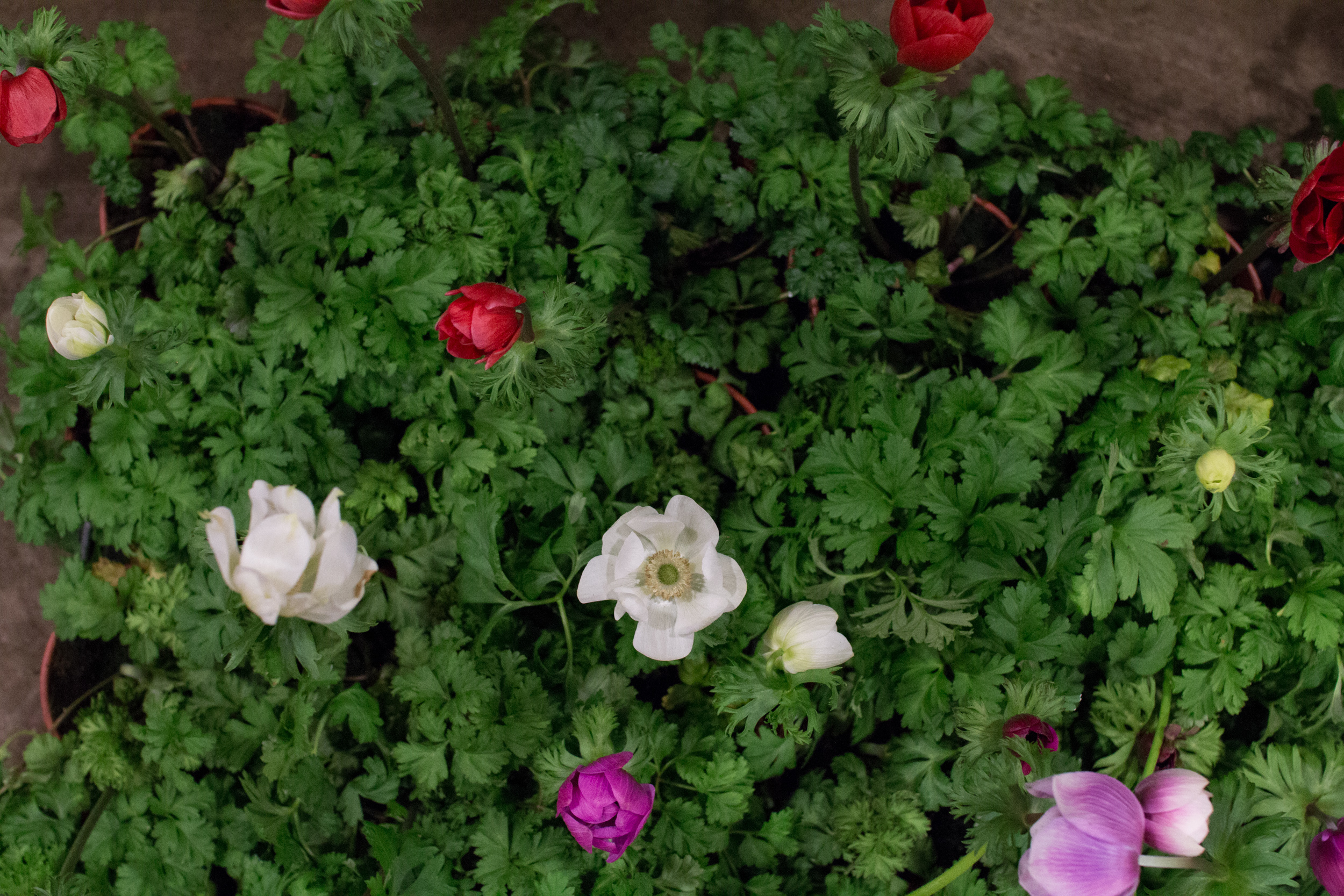 New Covent Garden Flower Market March 2016 Market Report Flowerona Hr 20