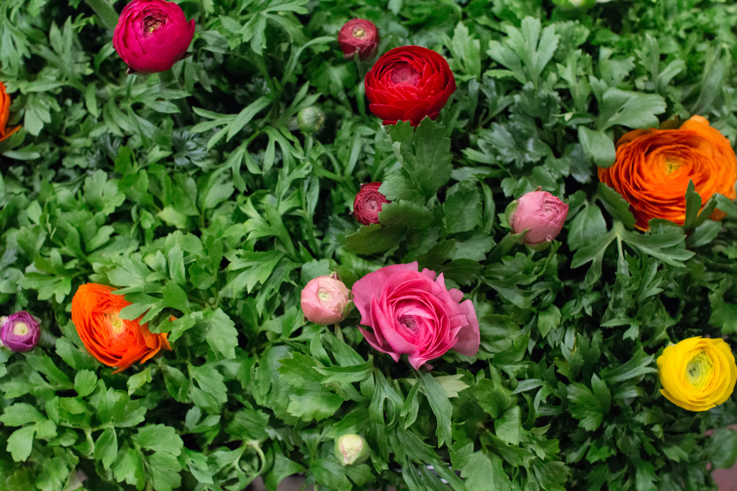 New Covent Garden Flower Market March 2016 Market Report Flowerona Hr 21