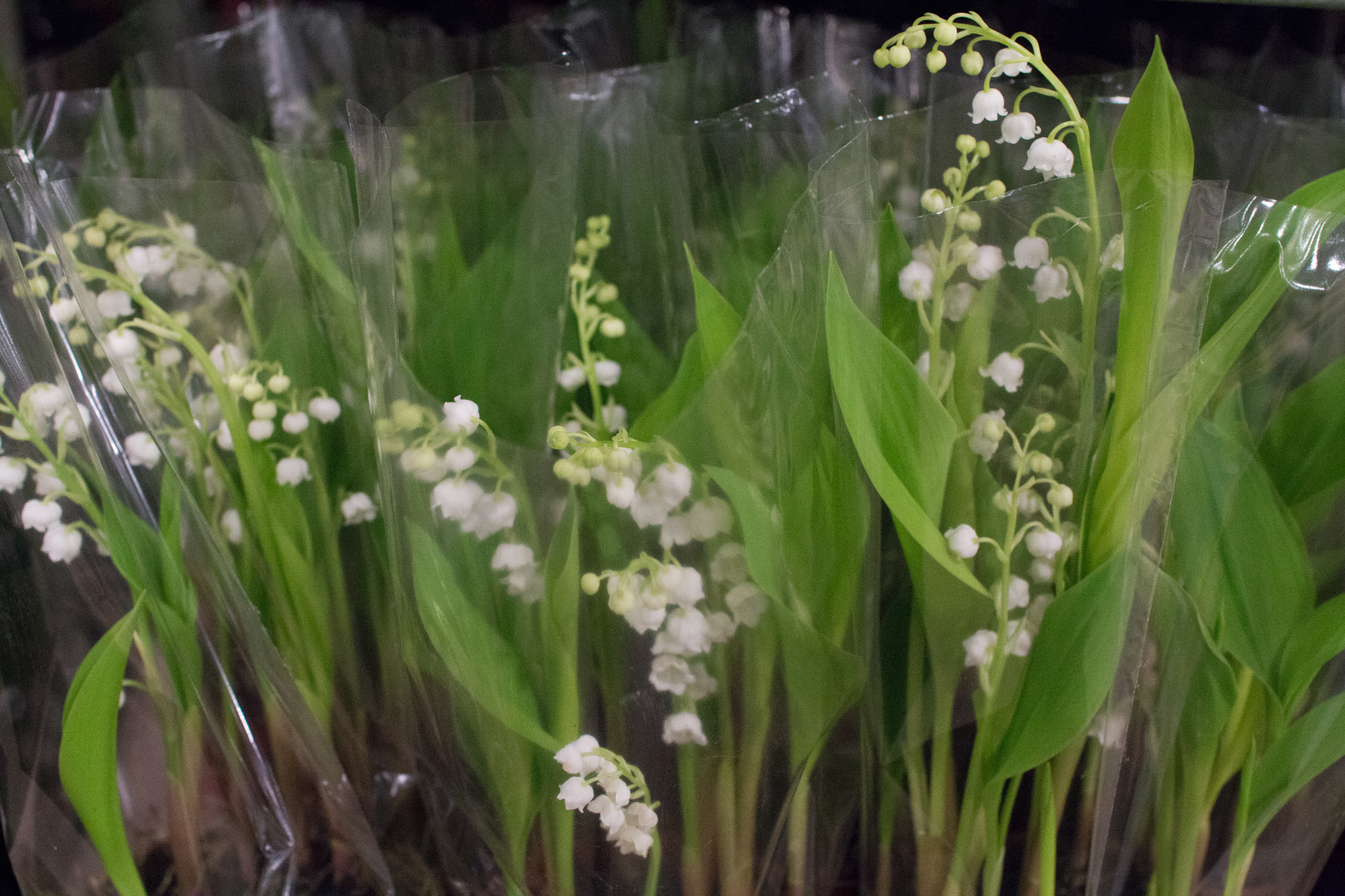 New Covent Garden Flower Market March 2016 Market Report Flowerona Hr 22
