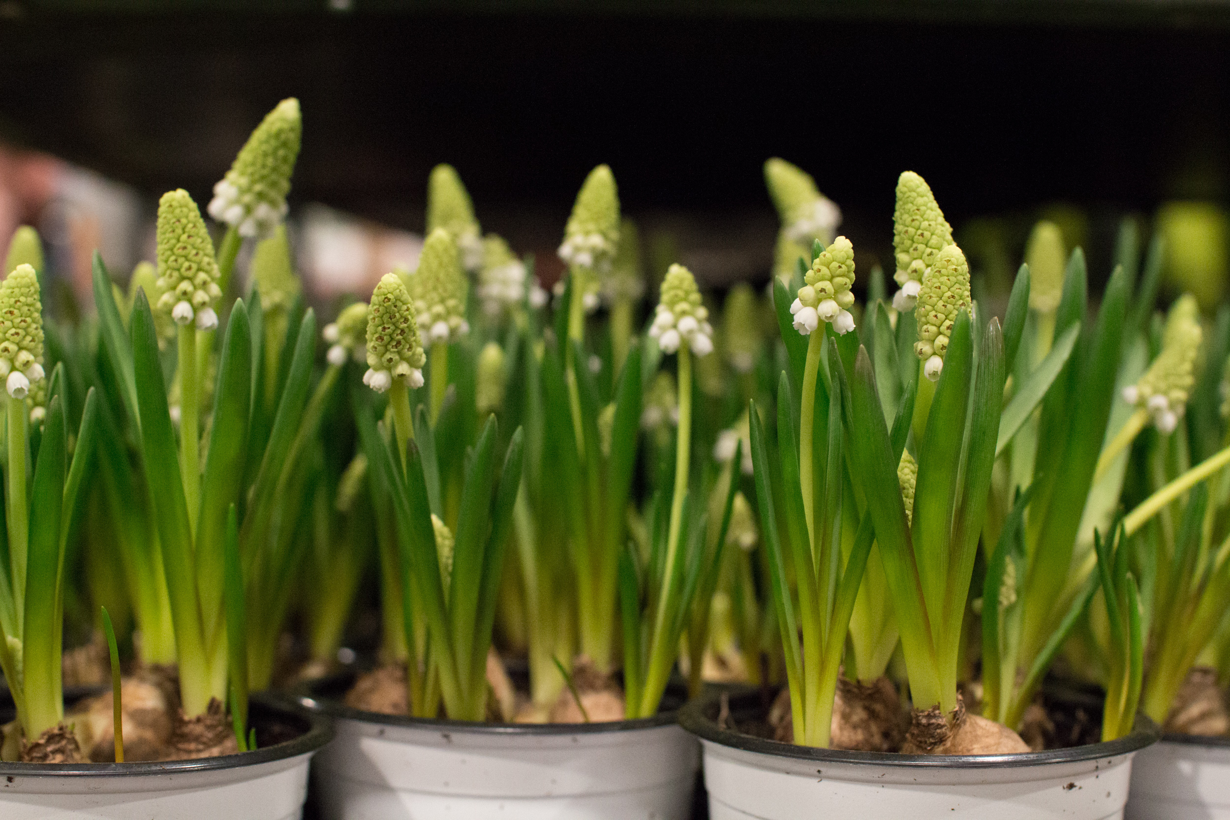 New Covent Garden Flower Market March 2016 Market Report Flowerona Hr 23