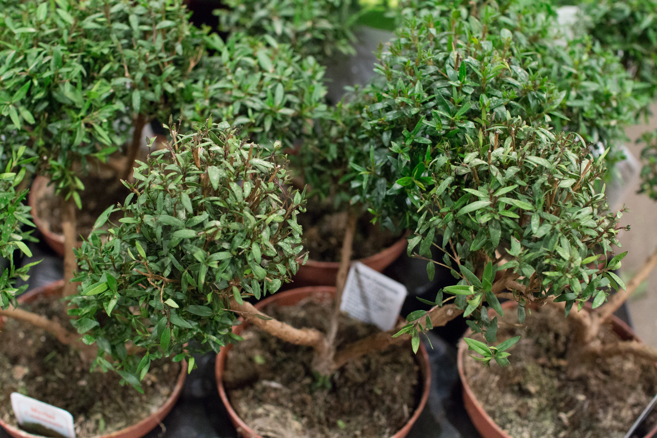New Covent Garden Flower Market March 2016 Market Report Flowerona Hr 24