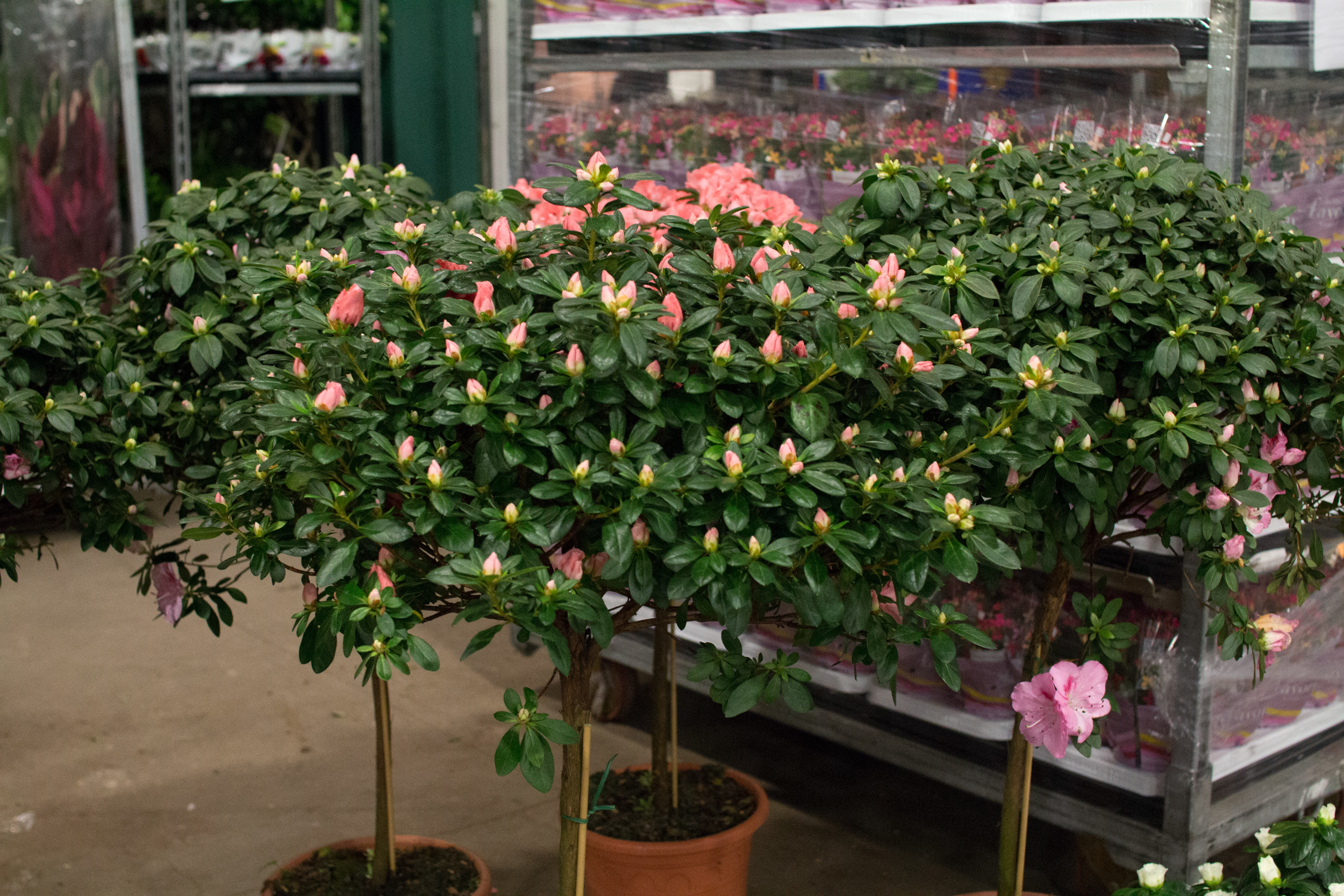 New Covent Garden Flower Market March 2016 Market Report Flowerona Hr 26