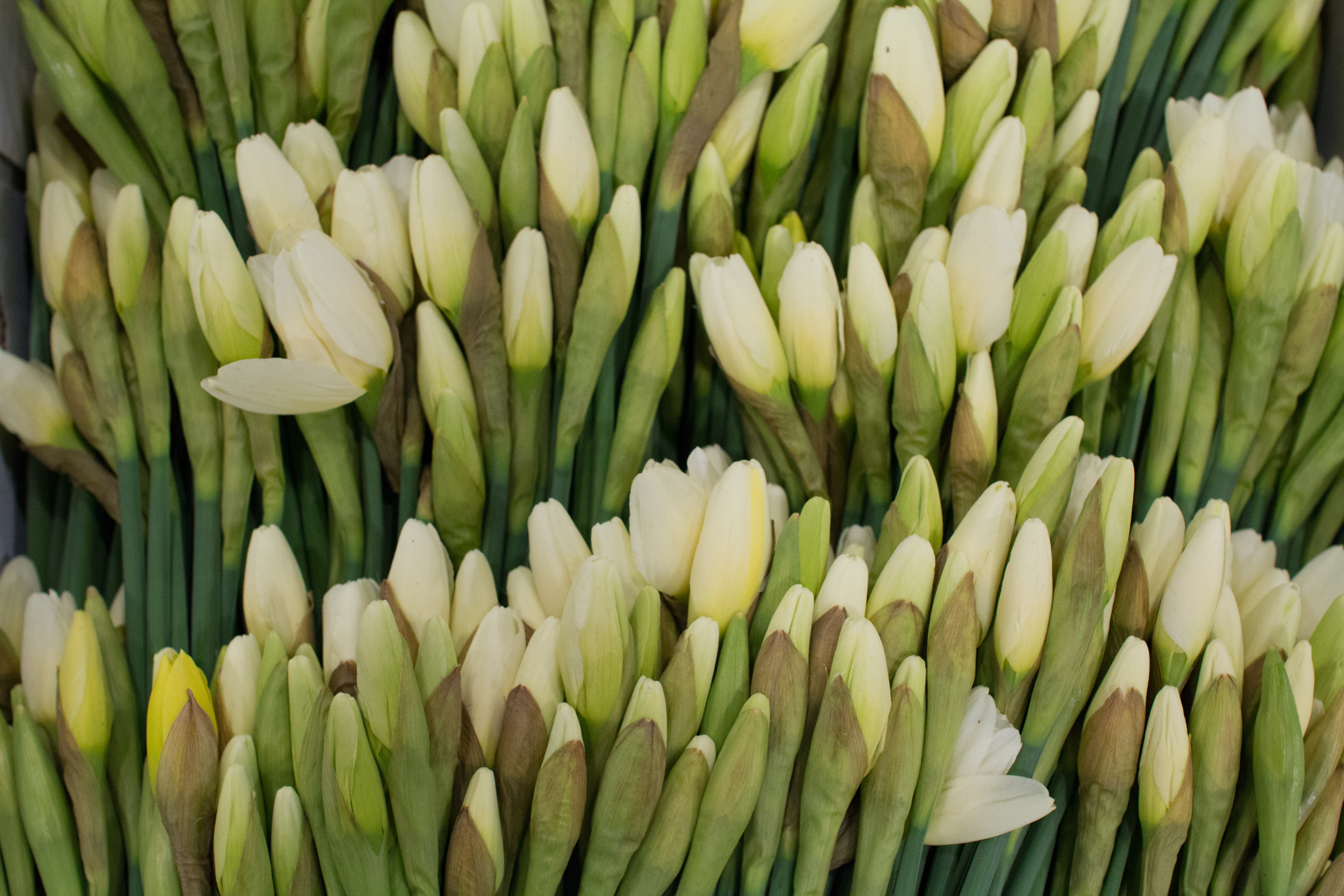 New Covent Garden Flower Market March 2016 Market Report Flowerona Hr 3