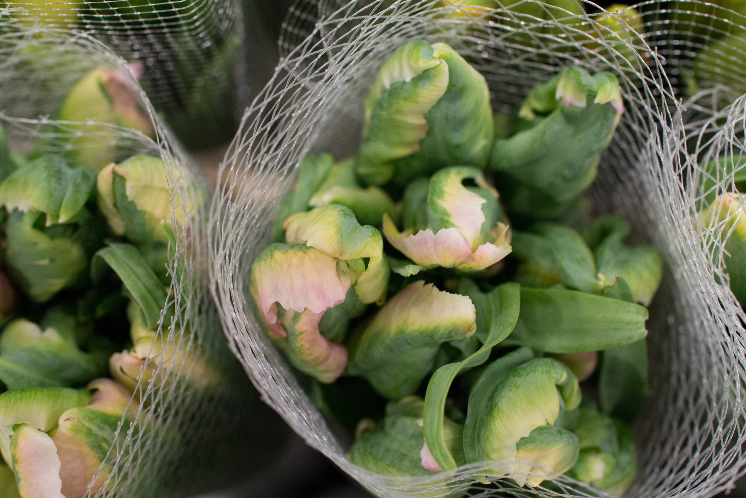 New Covent Garden Flower Market March 2016 Market Report Flowerona Hr 4