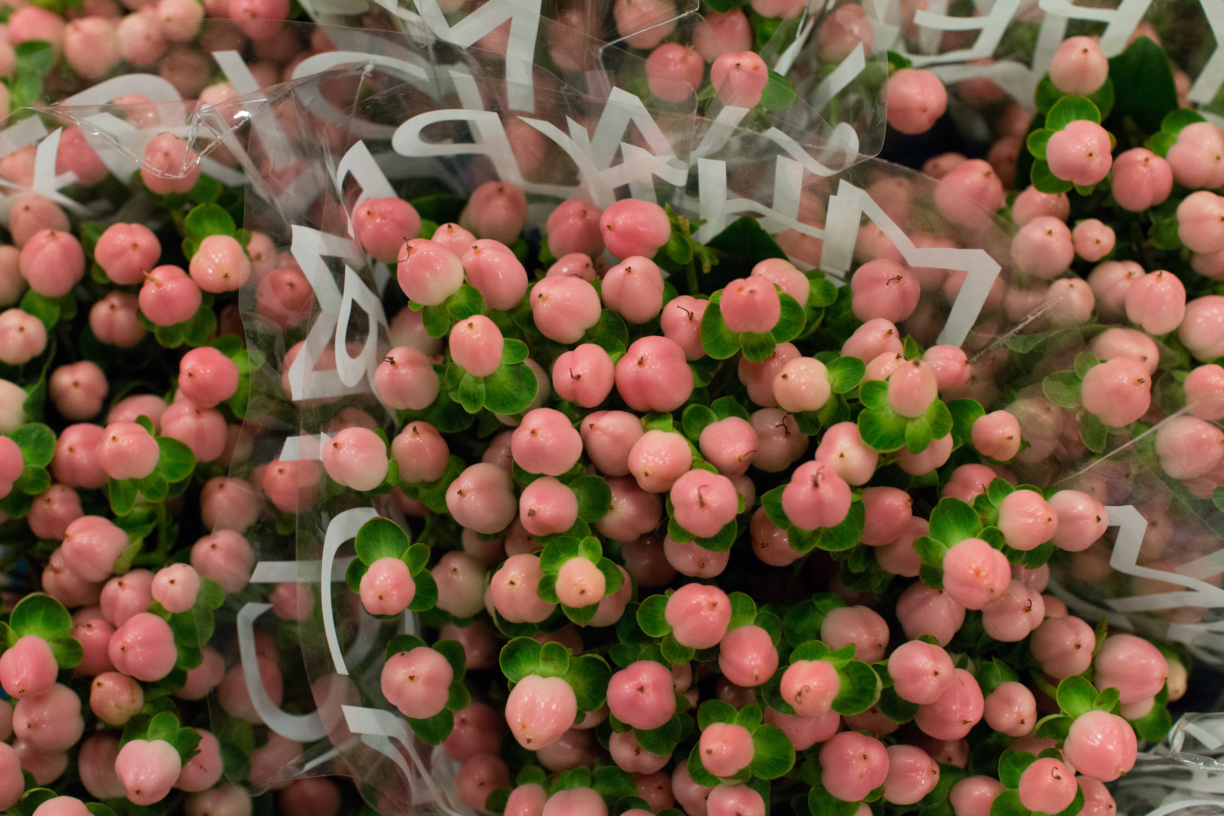 New Covent Garden Flower Market March 2016 Market Report Flowerona Hr 5