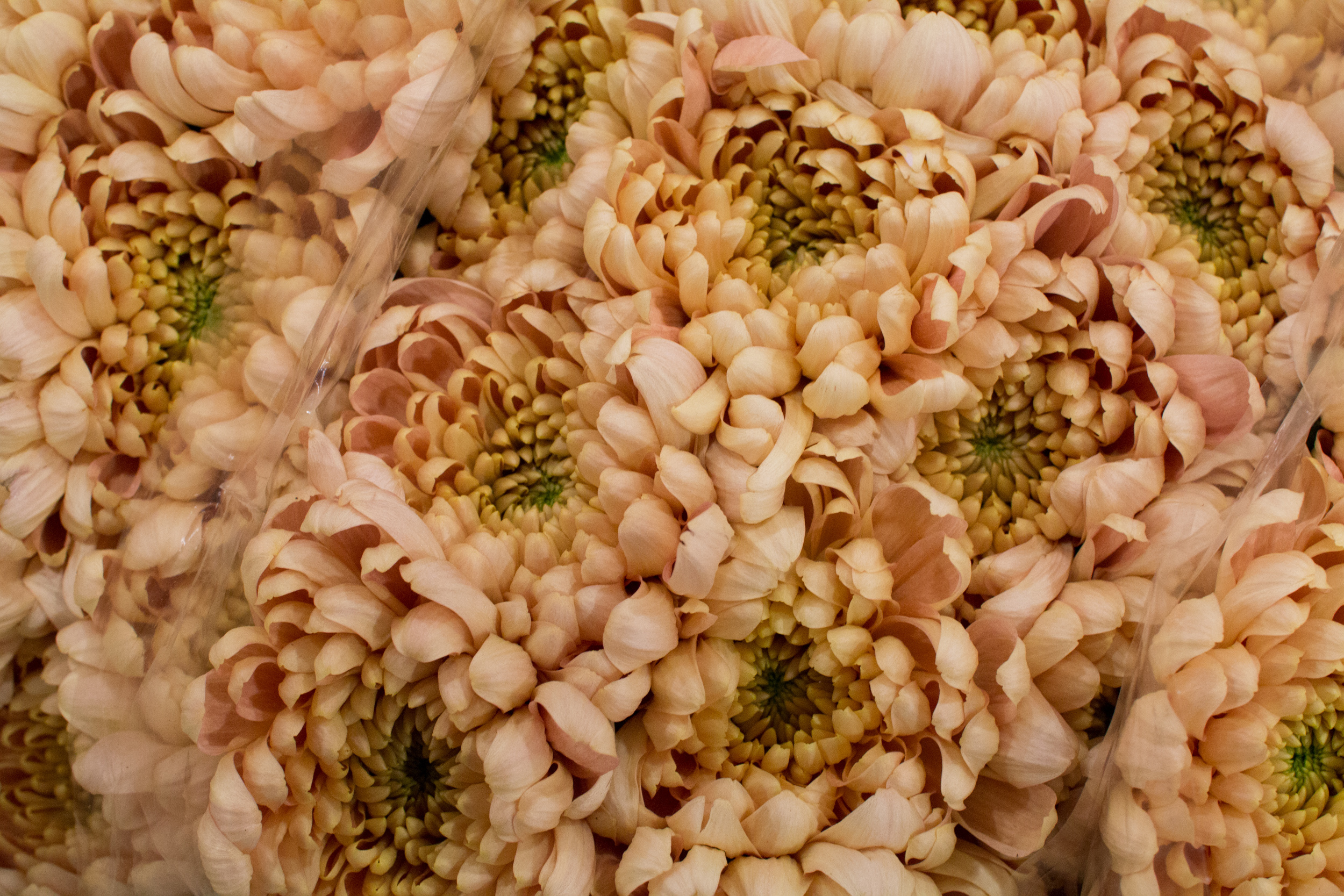New Covent Garden Flower Market March 2016 Market Report Flowerona Hr 6