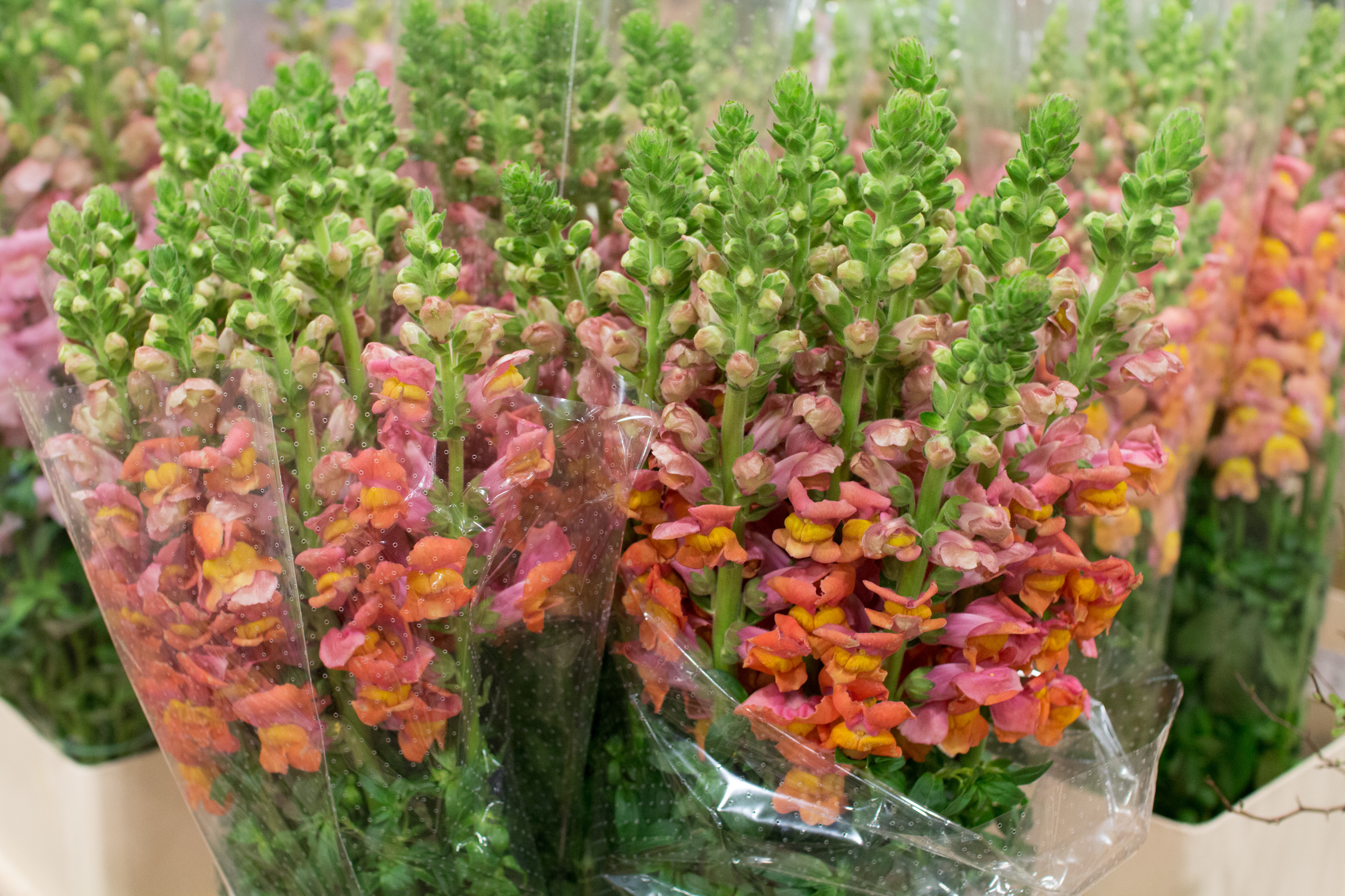 New Covent Garden Flower Market March 2016 Market Report Flowerona Hr 8