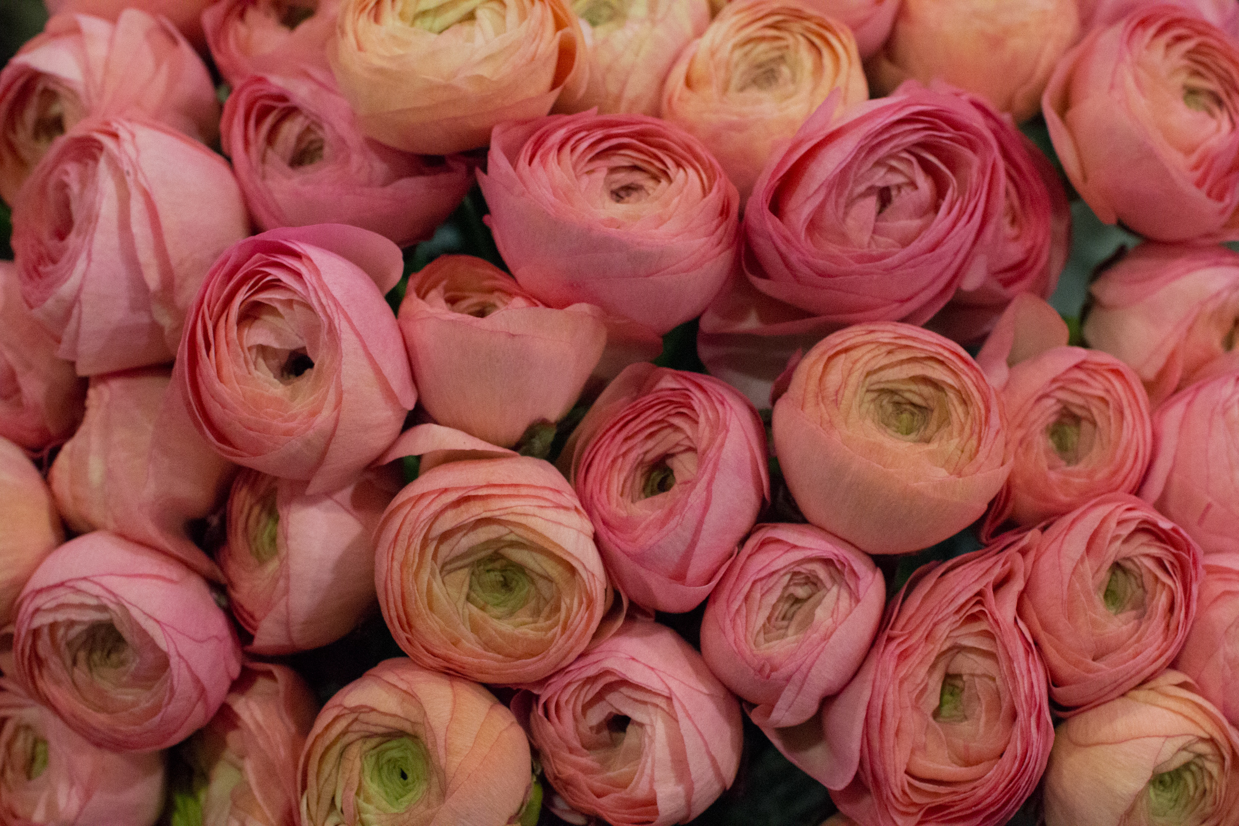 New Covent Garden Flower Market March 2016 Market Report Flowerona Hr 9