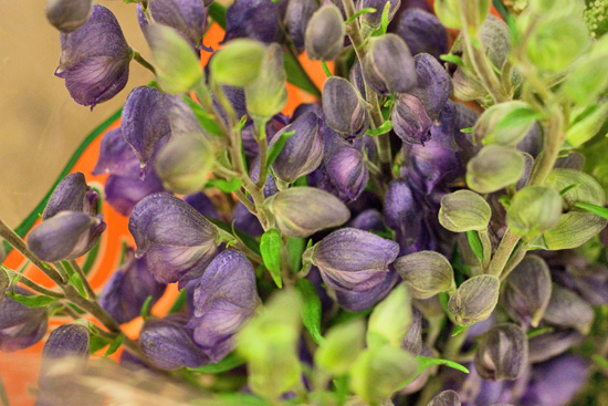 New-Covent-Garden-Flower-Market-March-Market-Report-Flowerona-18.jpg?mtime=20170913161830#asset:10365