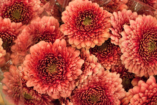 New-Covent-Garden-Flower-Market-May-Market-Report-Flowerona-16.jpg?mtime=20170913154949#asset:10270