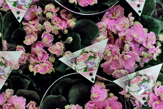 New-Covent-Garden-Flower-Market-November-Market-Report-Flowerona-24.jpg?mtime=20170908154743#asset:9833