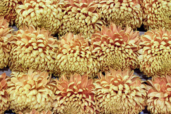 New-Covent-Garden-Flower-Market-October-Market-Report-Flowerona-1.jpg?mtime=20170913114016#asset:9990