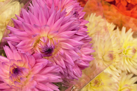 New-Covent-Garden-Flower-Market-October-Market-Report-Flowerona-2.jpg?mtime=20170913114016#asset:9991