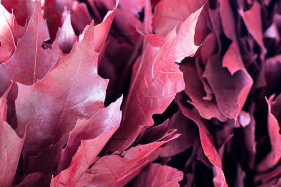 New-Covent-Garden-Flower-Market-October-Market-Report-Flowerona-26.jpg?mtime=20170913113953#asset:10015