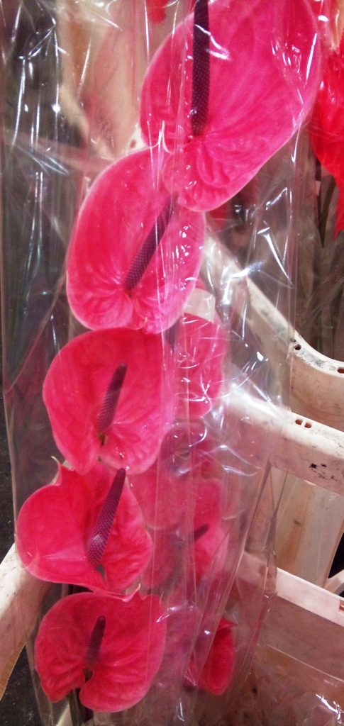 OCT-anthurium.jpg?mtime=20171003171500#asset:12843