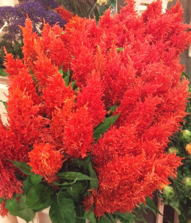 OCT-celosia.jpg?mtime=20171003171233#asset:12832
