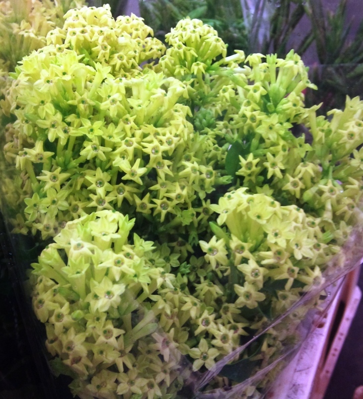 OCT-cestrum.jpg?mtime=20171003171408#asset:12839
