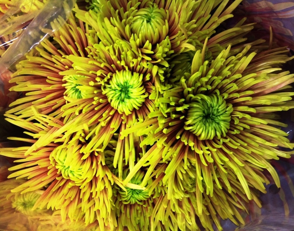 OCT-chrysanthemum.jpg?mtime=20171003171437#asset:12840