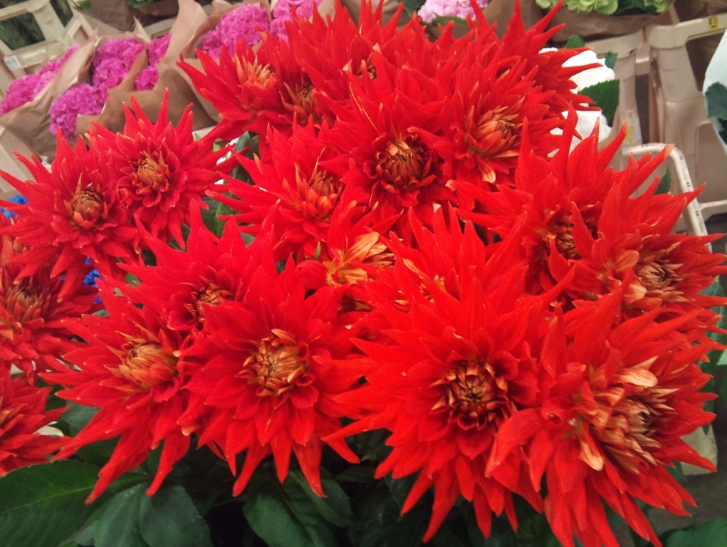 OCT-dahlia.jpg?mtime=20171003171258#asset:12834