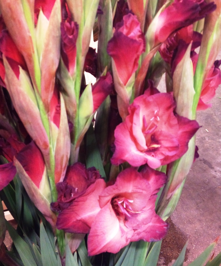 OCT-gladioli.jpg?mtime=20171003171438#asset:12841