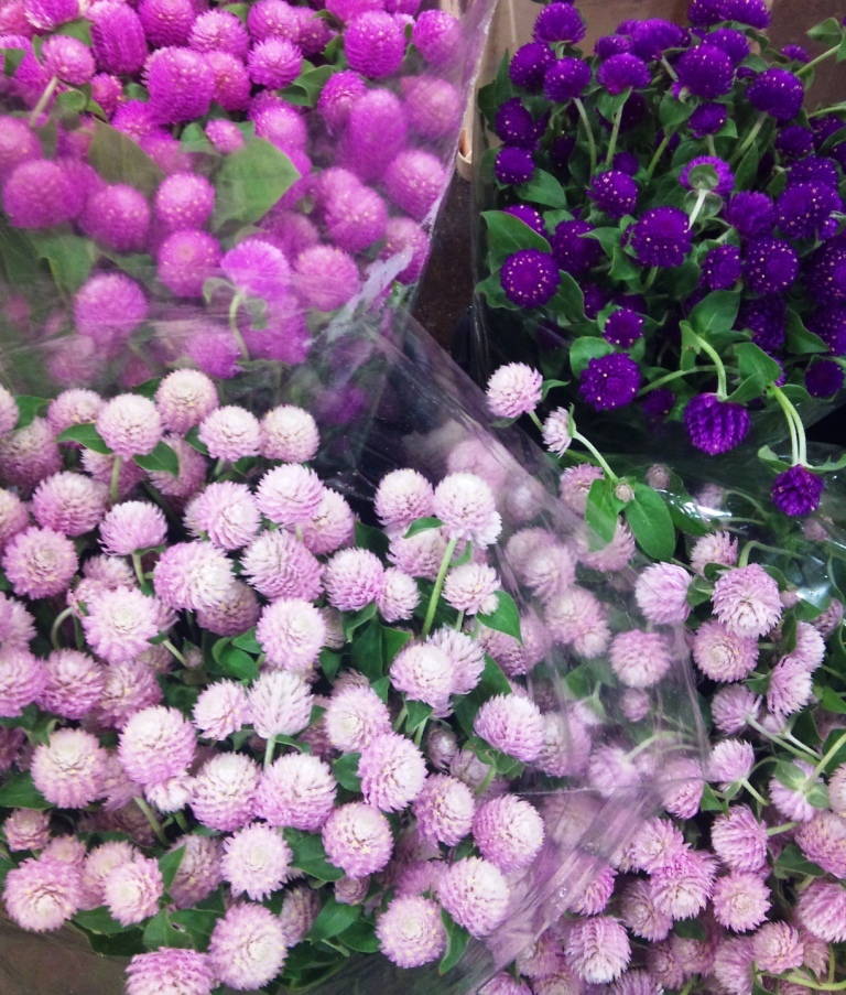 OCT-gomphrena.jpg?mtime=20171003171509#asset:12844