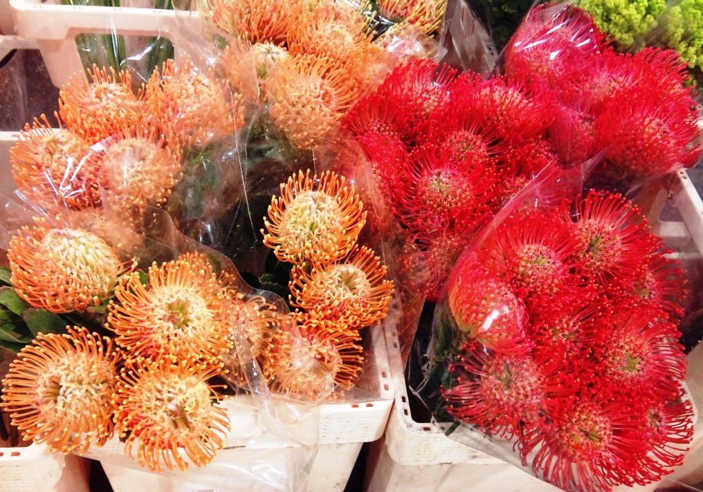 OCT-leucospermum.jpg?mtime=20171003171258#asset:12835