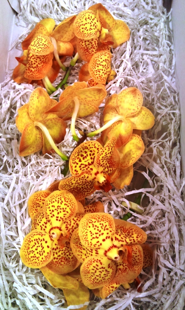 OCT-orchid.jpg?mtime=20171003171311#asset:12836