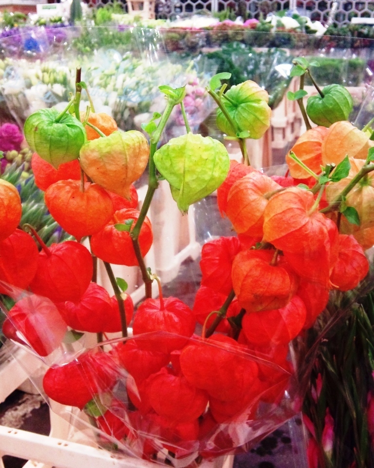 OCT-physalis.jpg?mtime=20171003171234#asset:12833