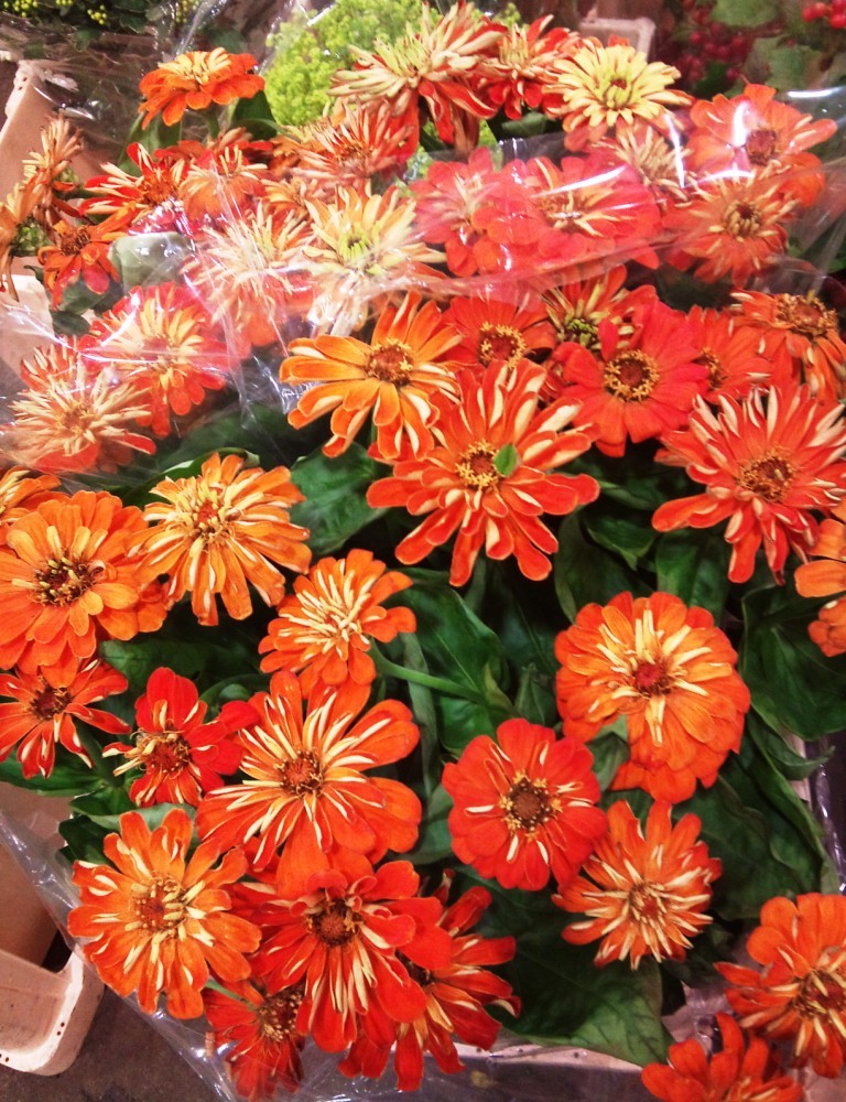 OCT-rudbeckia.jpg?mtime=20171003171312#asset:12837