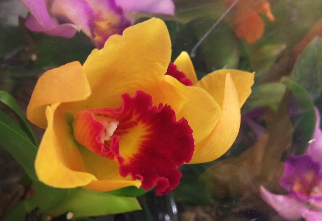 Quality-orchid.jpg?mtime=20171003165114#asset:12773