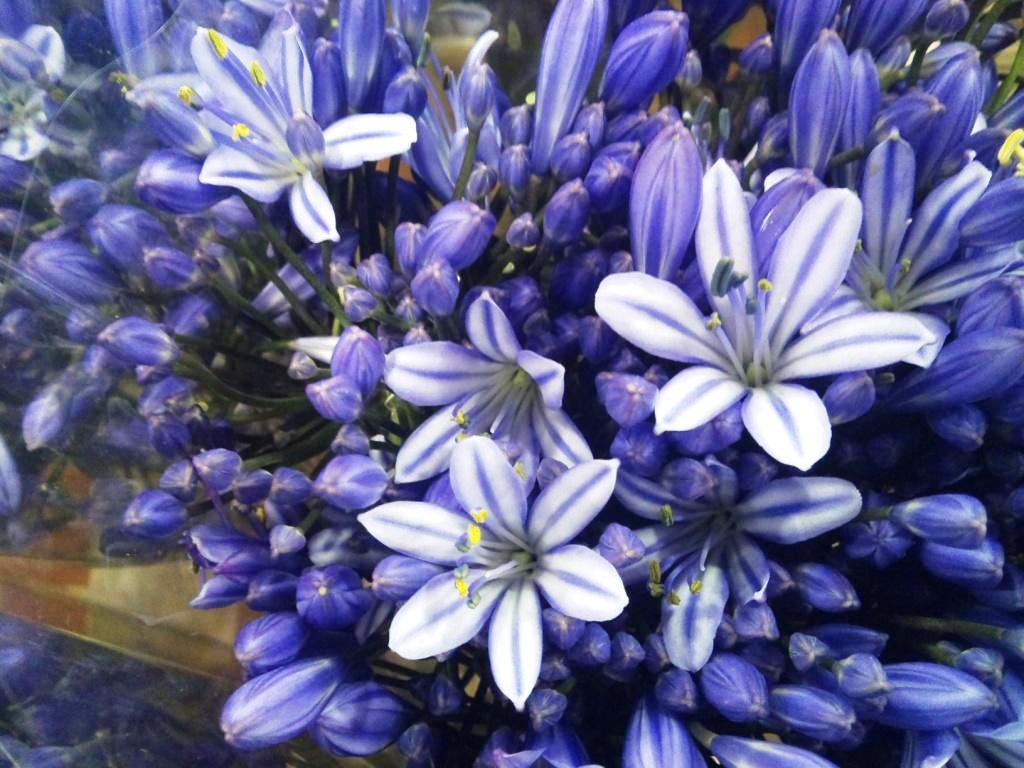 agapanthus.jpg?mtime=20171003153519#asset:12591