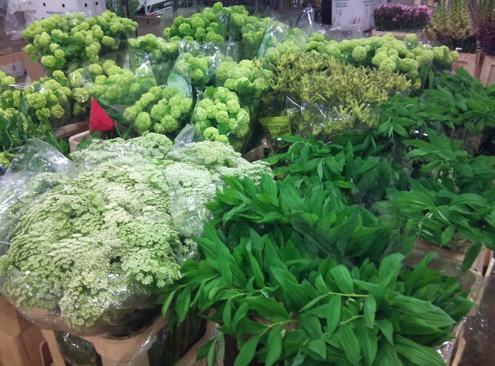 ammi-guelder-solomons-paws.jpg?mtime=20171003165141#asset:12774