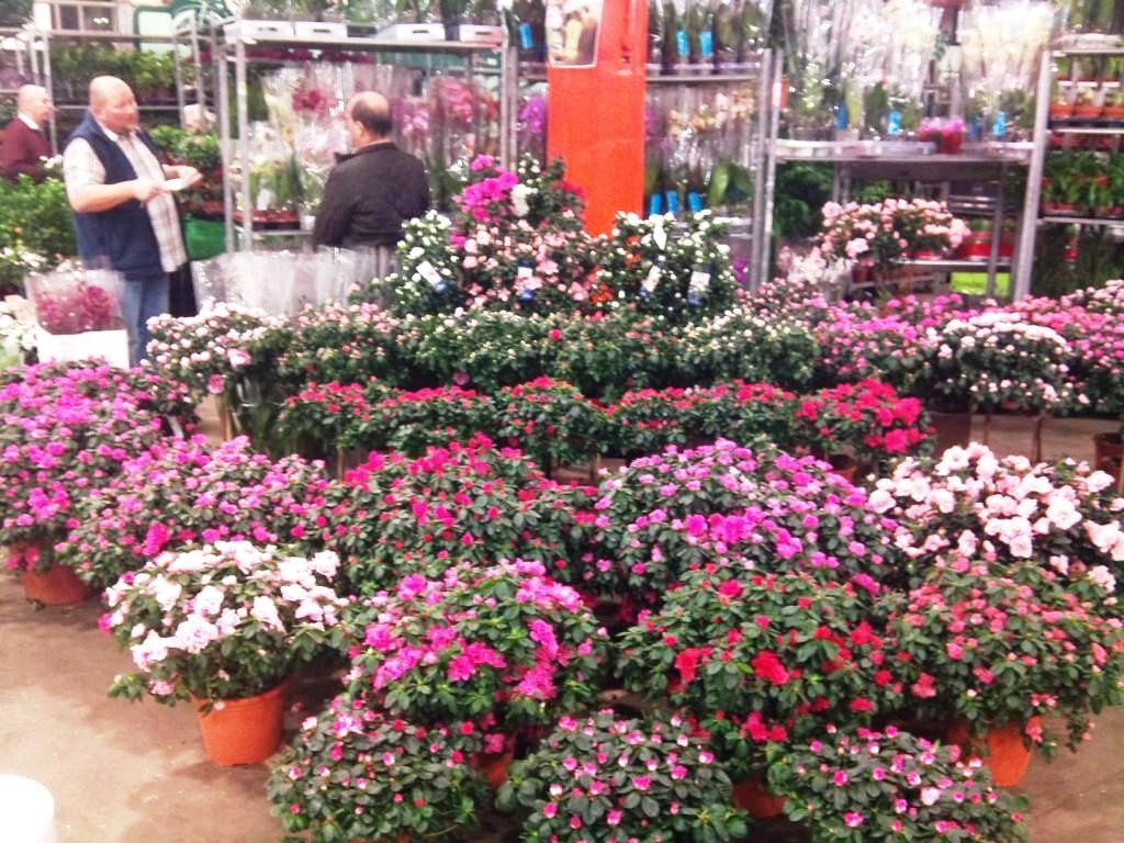 azalea-bank.jpg?mtime=20171003153520#asset:12593