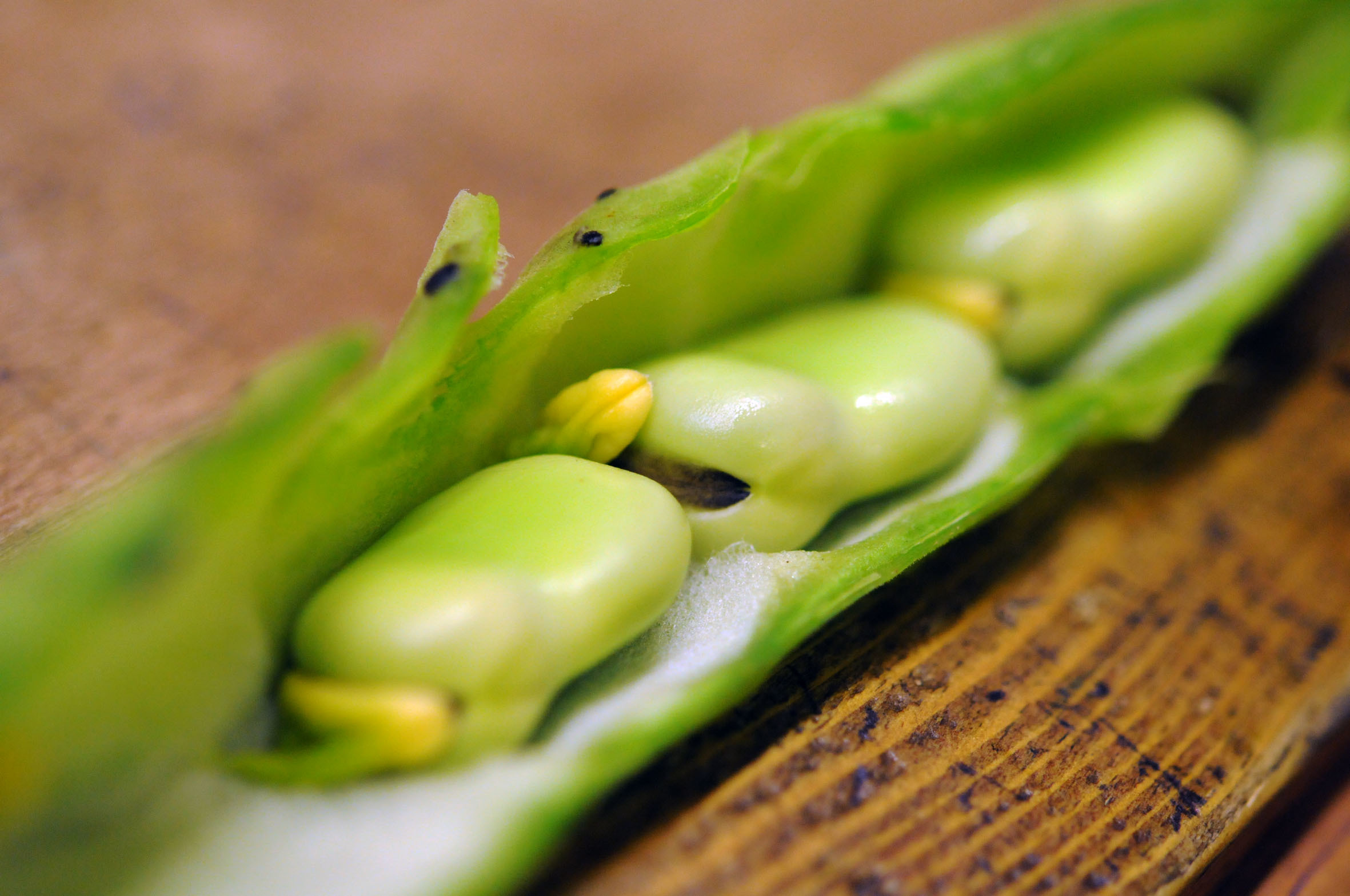 broad-bean.jpg?mtime=20170922140812#asset:11472