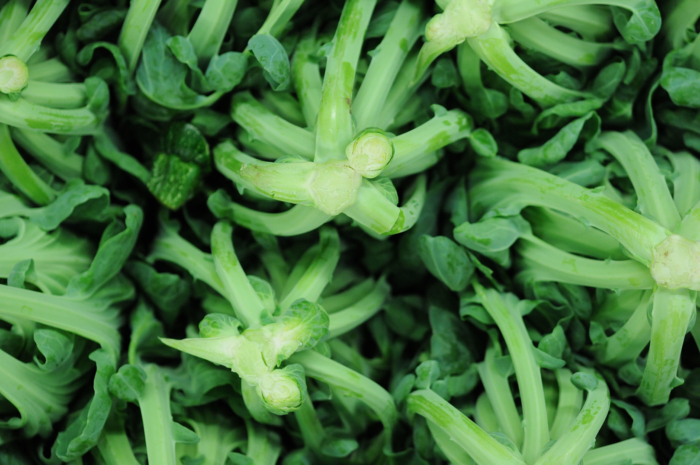 brussel_sprouts.jpg?mtime=20170922115332#asset:11395